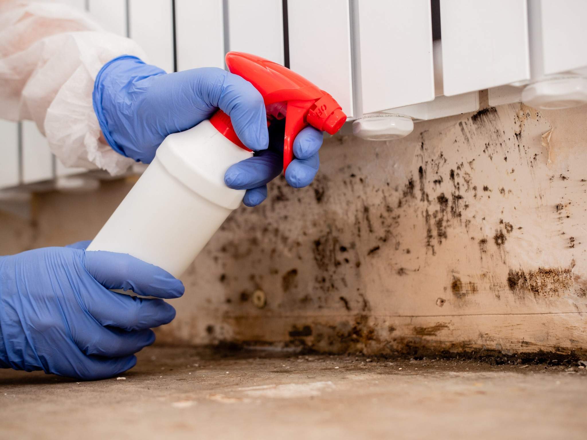 Technician wearing protective gloves spraying cleaning solution on mold-contaminated wall, demonstrating professional mold remediation services by Paul Davis Restoration of Downriver Detroit, MI.