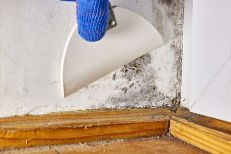 Close-up of mold damage along baseboard and wall corner, highlighting professional mold remediation services by Paul Davis Restoration of Downriver Detroit, MI.